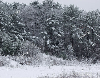 Hart St. Scene
Snowfall on Hart St. in Beverly, MA.
Keywords: Beverly; snow; winter; photograph; picture; print