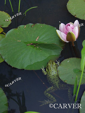 Hangin' In
A small frog hangs on the edge of a water lily pad.
From Long Hill in Beverly, MA.
Keywords: water lily; frog; pond; long hill; Beverly; art; photograph; picture; print