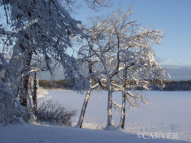 Textured II
The angles of the light and how the snow "plastered" the tree made this shot a keeper.
Keywords: winter; photograph; picture; print