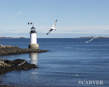 Gullhouse
A seagull soars in the foreground of this picture from Winter Island in Salem, MA.
Keywords: lighthouse; salem; seagull; winter; photograph; picture; print; blue; ocean; sea