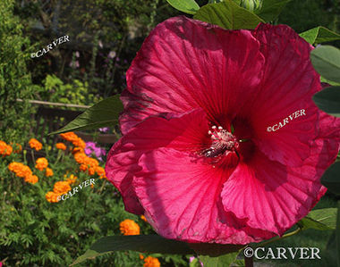 Loudly Red
A large red flower from the Garden at the Ropes Mansion in Salem, MA.
Keywords: garden; salem; red; flowers; ropes; mansion; photograph; picture; print