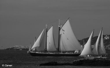 A Fine Day for a Sail
On the last day of Gloucester's Schooner Festival, the Parade of Sail enjoyed wind and weather suited for the impressive show. From Rocky Neck September 2, 2018.
Keywords: Sailboat;Gloucester;Schooner