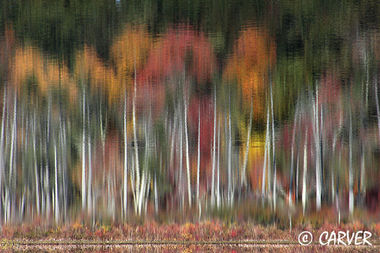 Waters Colored III
Reflected off of Hoods Pond this inverted shoreline shows some fall colors 
broken by the birch trees and the rippled water.
Keywords: fall; reflection; autumn; colors; trees; foliage; picture; photograph