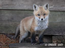 Red_Fox_5980463_carver.jpg